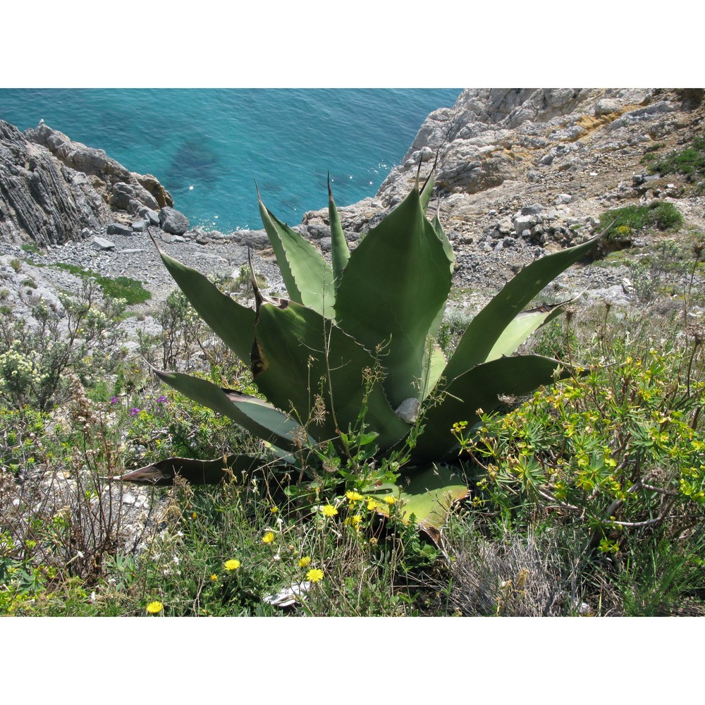 agave salmiana otto ex salm-dyck