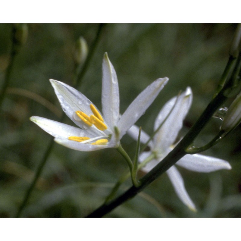 anthericum liliago l.