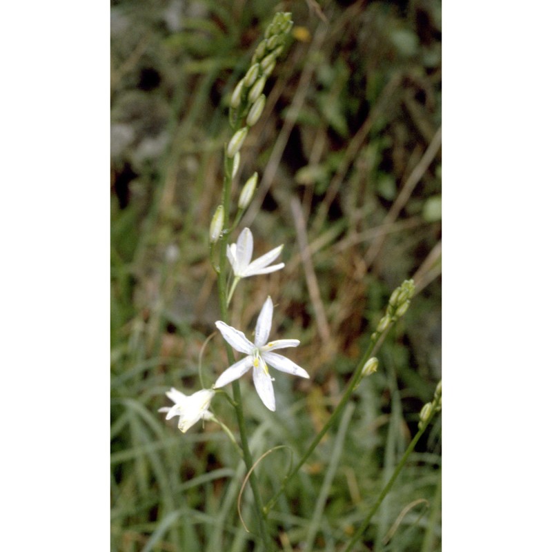 anthericum liliago l.