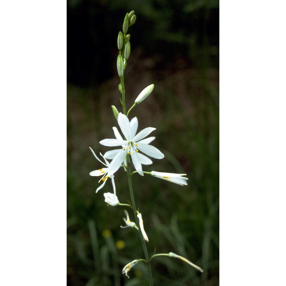 anthericum liliago l.