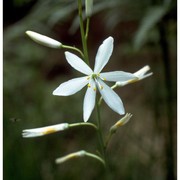 anthericum liliago l.