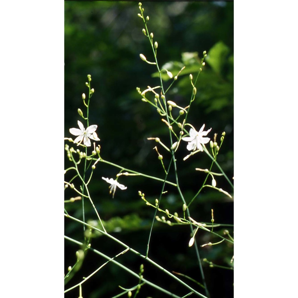 anthericum ramosum l.