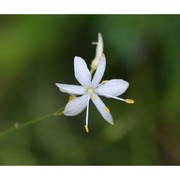 anthericum ramosum l.