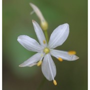 anthericum ramosum l.