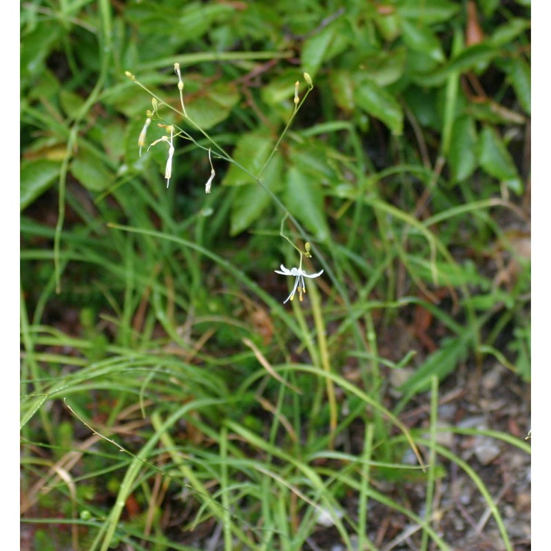 anthericum ramosum l.