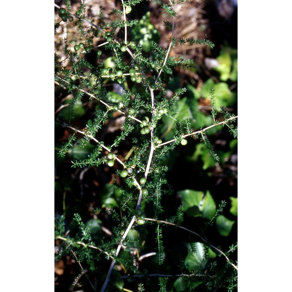 asparagus acutifolius l.