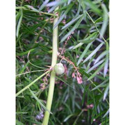 asparagus aethiopicus‏ l