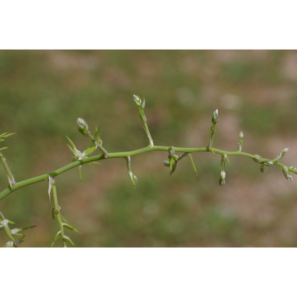 asparagus aphyllus l.