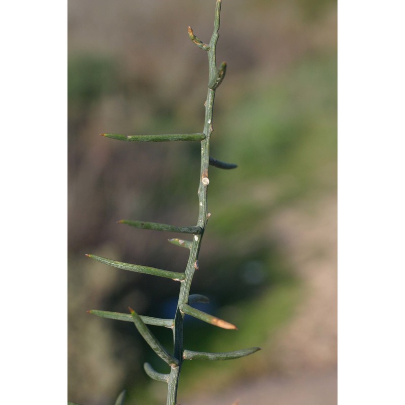 asparagus horridus l.