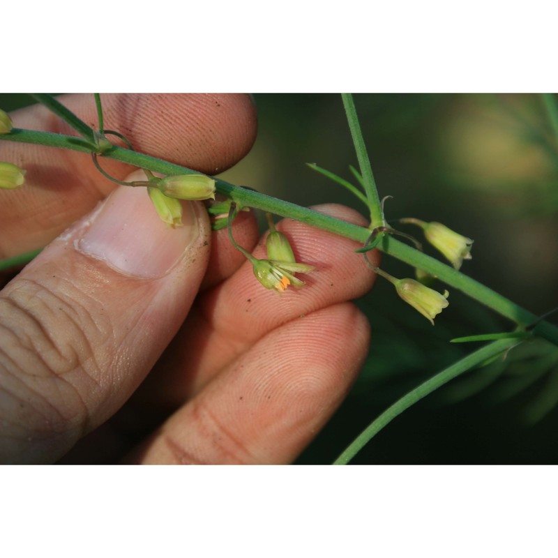 asparagus maritimus mill.