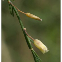 asparagus officinalis l.