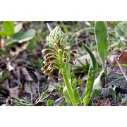 bellevalia ciliata (cirillo) nees