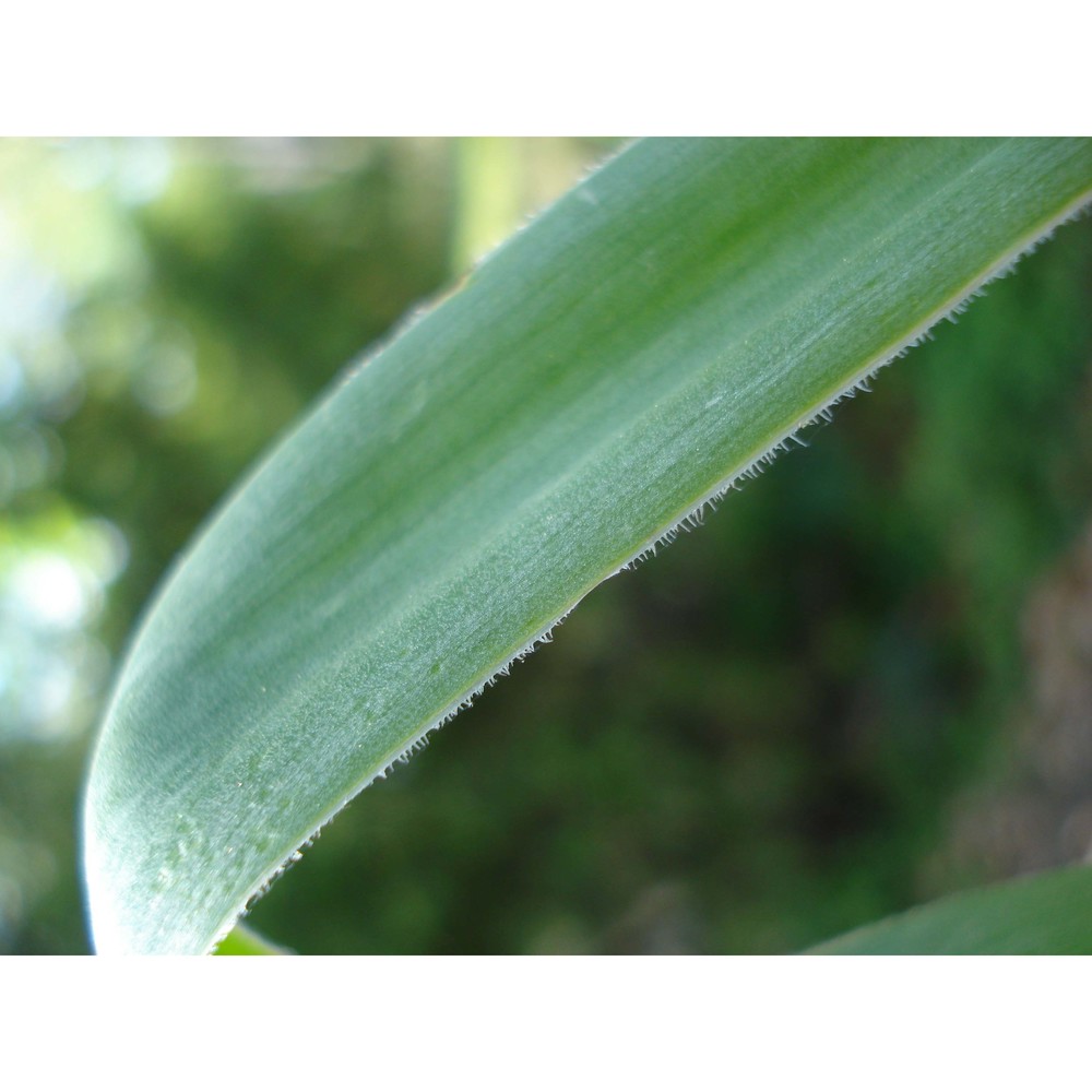 bellevalia ciliata (cirillo) nees