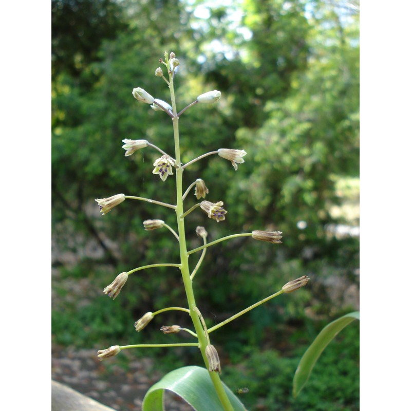 bellevalia ciliata (cirillo) nees