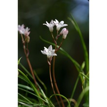 brimeura fastigiata (viv.) chouard