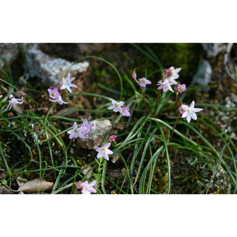 brimeura fastigiata (viv.) chouard