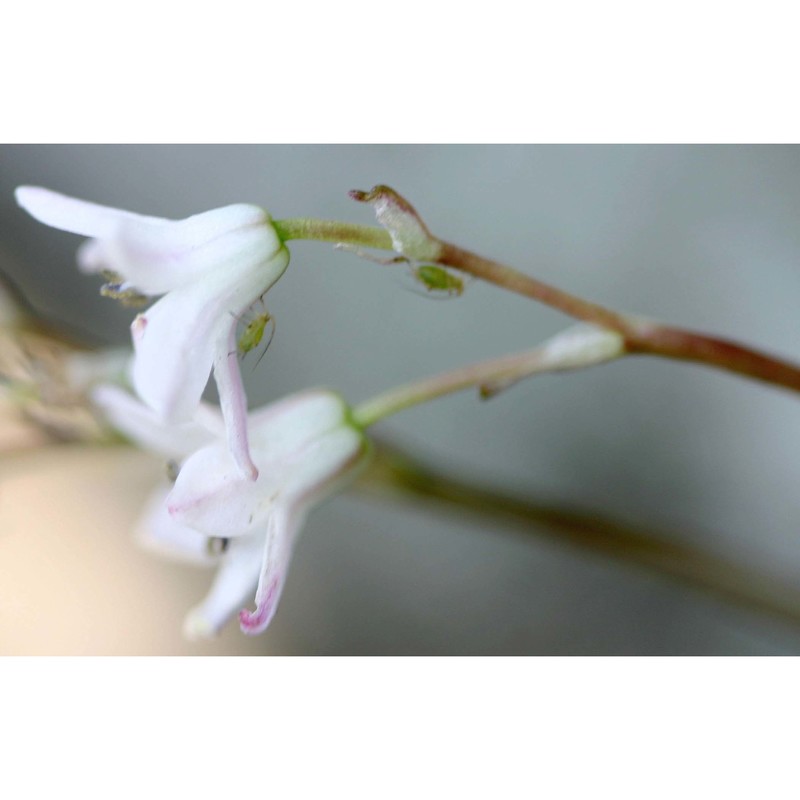 brimeura fastigiata (viv.) chouard