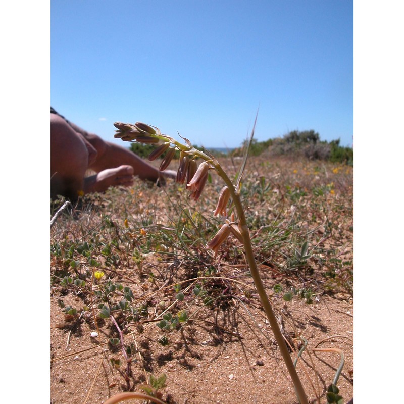 dipcadi serotinum medik.