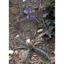 hyacinthoides hispanica (mill.) rothm.