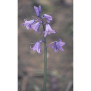 hyacinthoides hispanica (mill.) rothm.