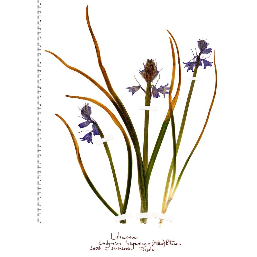 hyacinthoides hispanica (mill.) rothm.