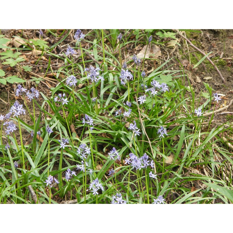 hyacinthoides italica (l.) rothm.