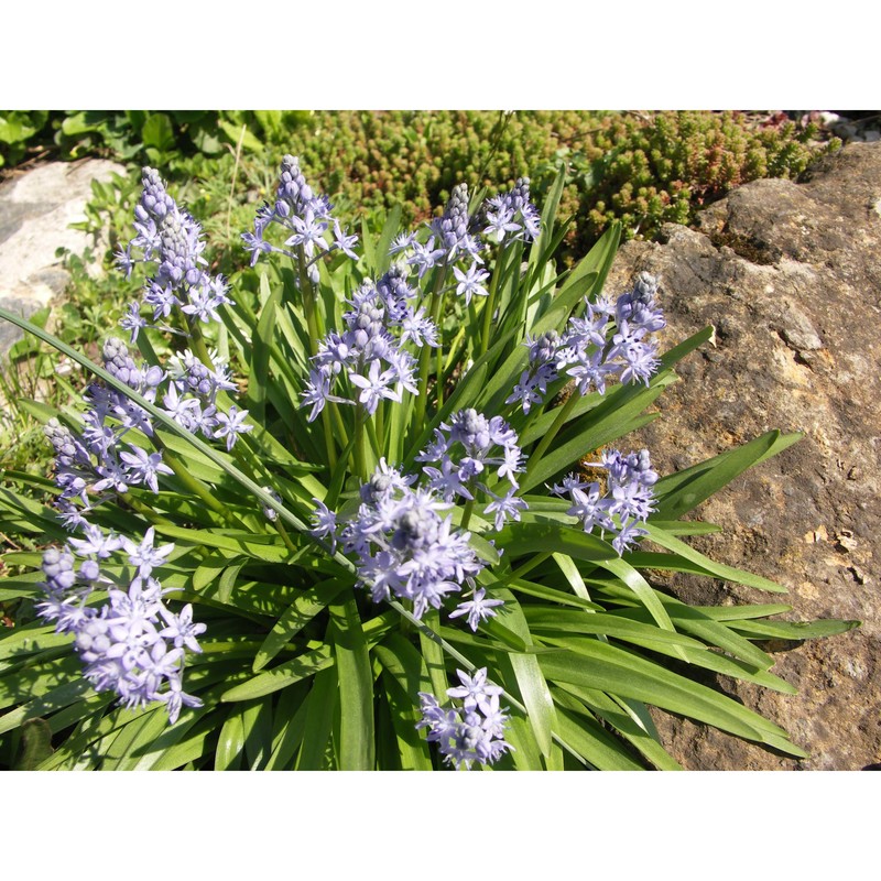 hyacinthoides italica (l.) rothm.