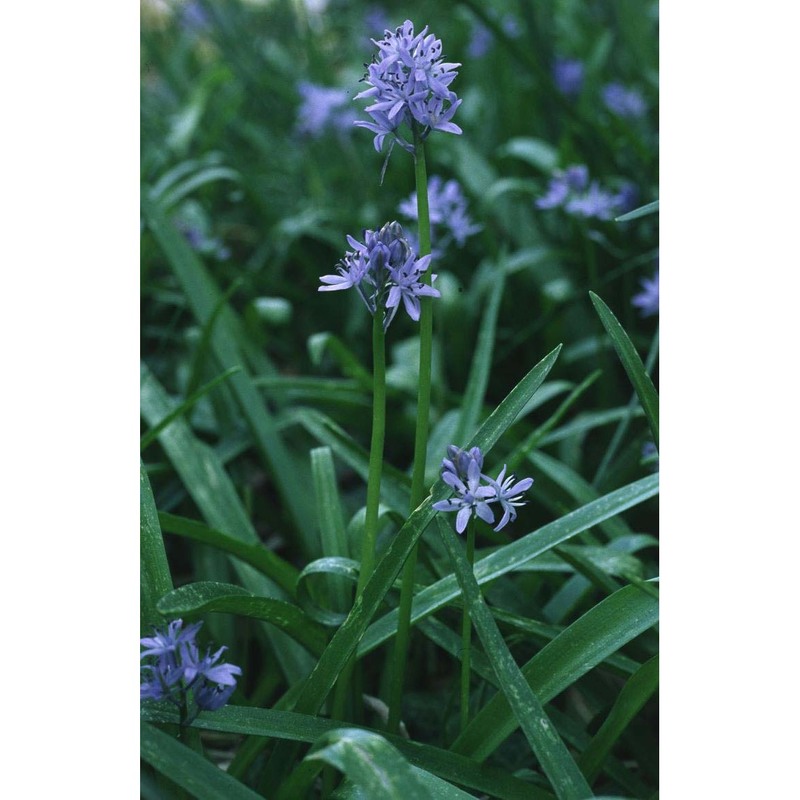 hyacinthoides italica (l.) rothm.