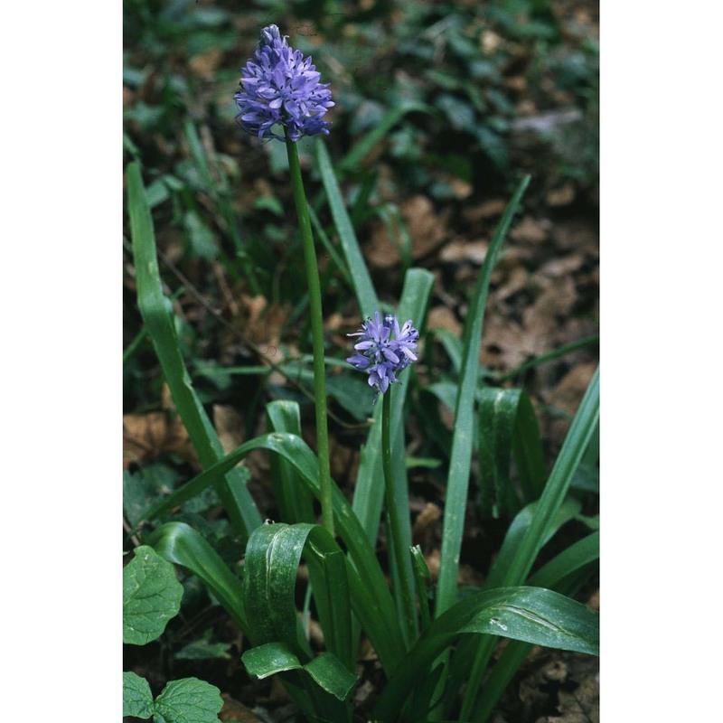 hyacinthoides italica (l.) rothm.