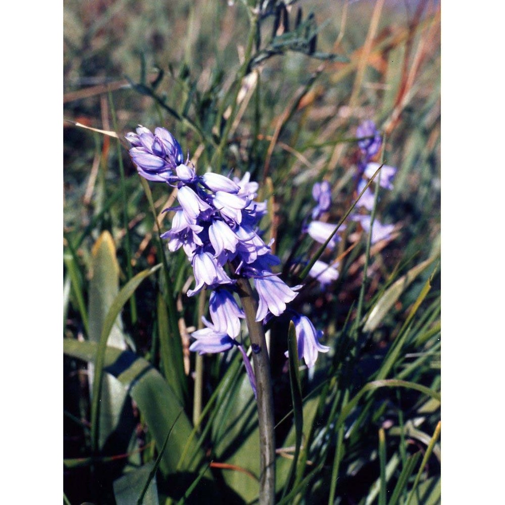 hyacinthoides non-scripta (l.) chouard ex rothm.