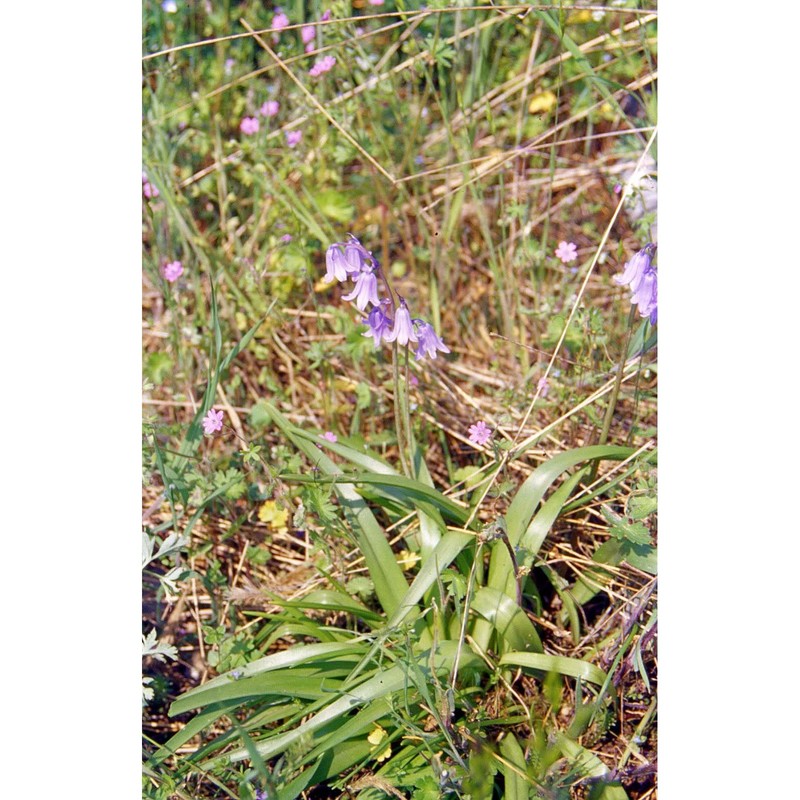 hyacinthoides non-scripta (l.) chouard ex rothm.