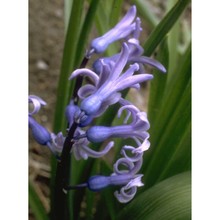 hyacinthus orientalis l.