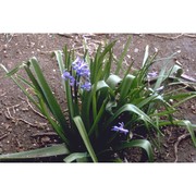 hyacinthus orientalis l.