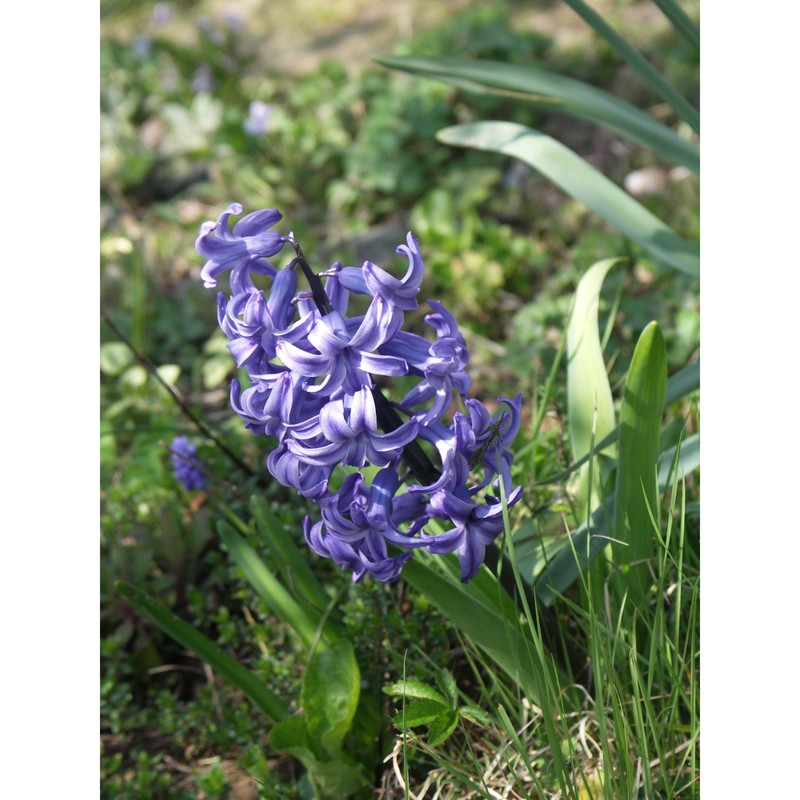 hyacinthus orientalis l.