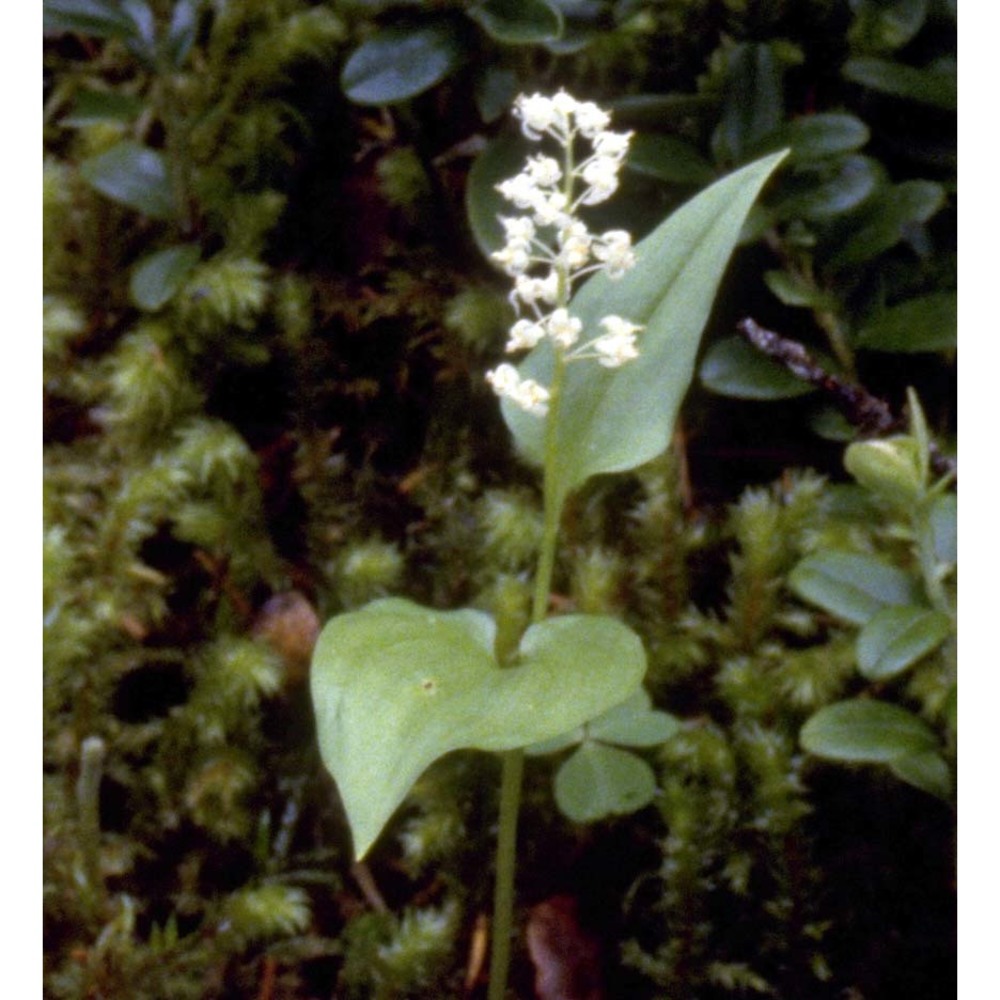 maianthemum bifolium (l.) f. w. schmidt