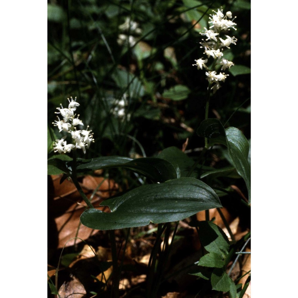 maianthemum bifolium (l.) f. w. schmidt