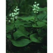 maianthemum bifolium (l.) f. w. schmidt