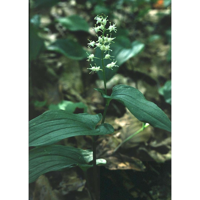 maianthemum bifolium (l.) f. w. schmidt