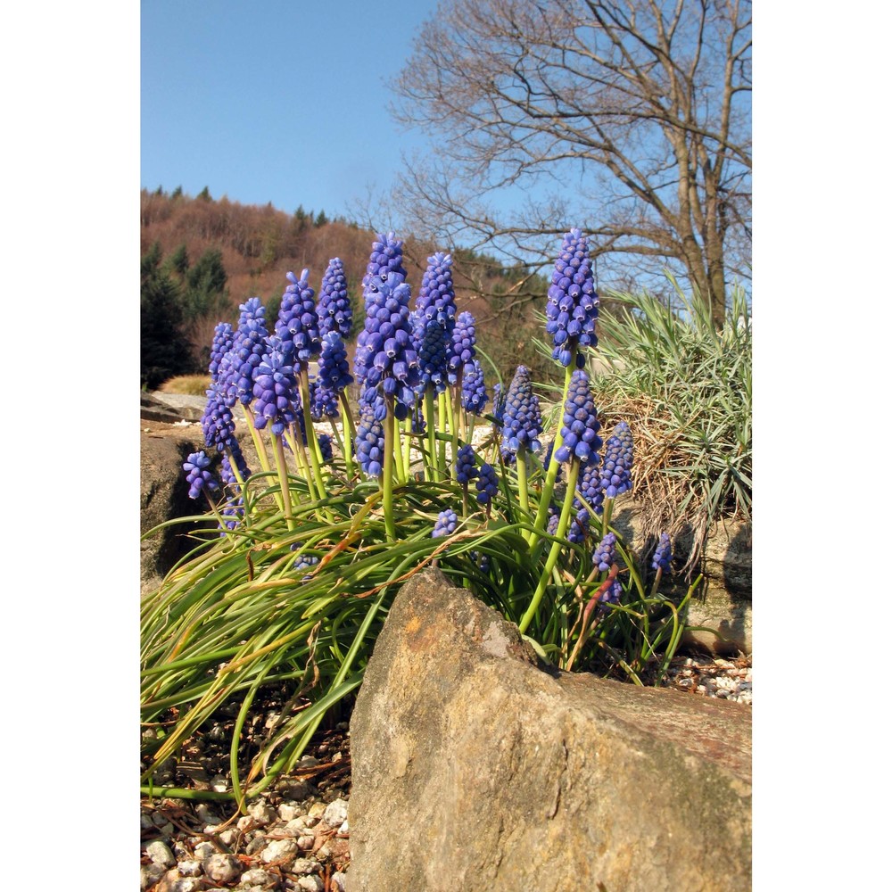 muscari armeniacum leichtlin ex baker