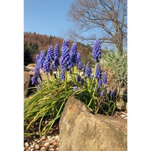 muscari armeniacum leichtlin ex baker