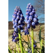 muscari armeniacum leichtlin ex baker