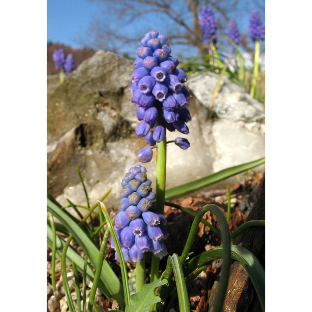 muscari armeniacum leichtlin ex baker