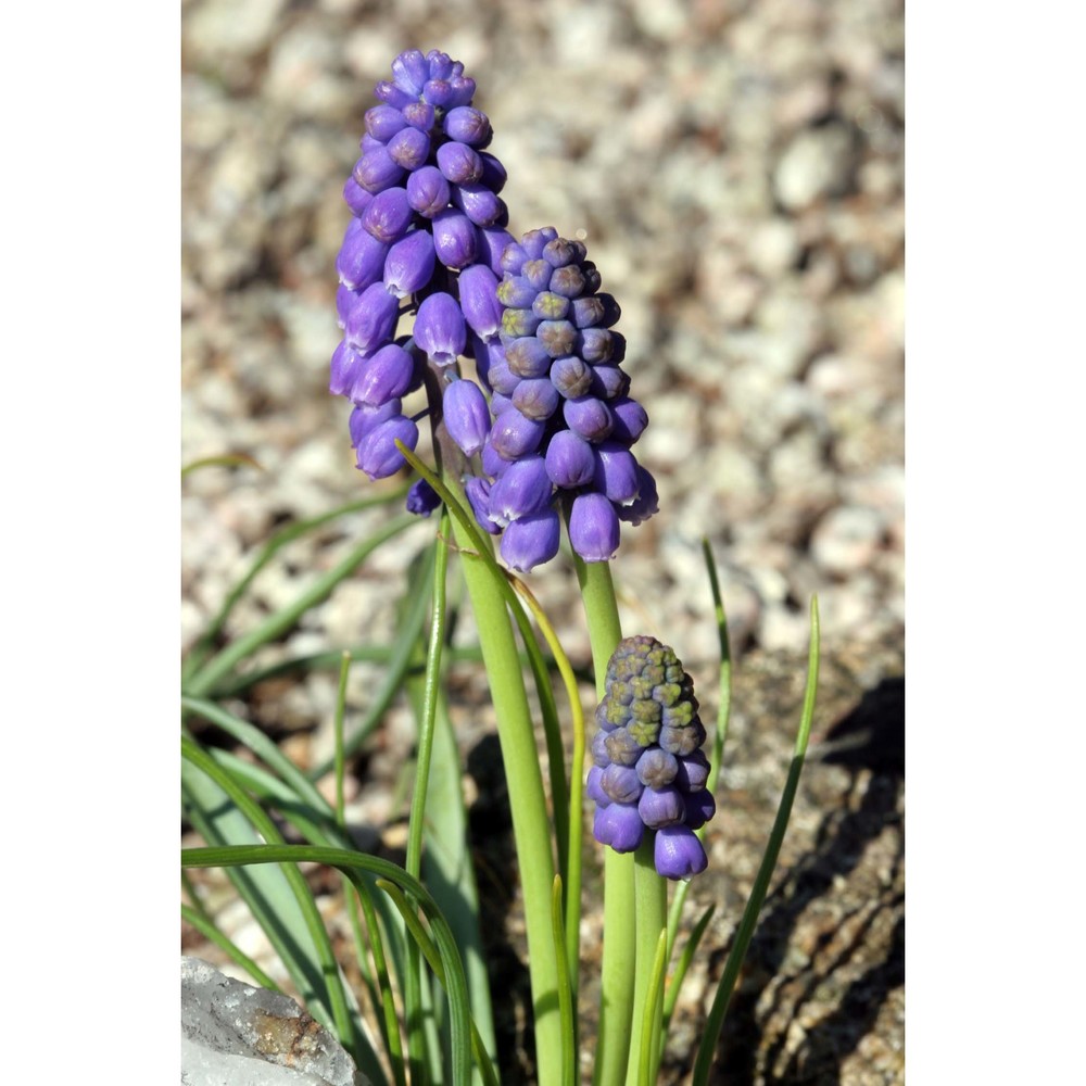 muscari armeniacum leichtlin ex baker