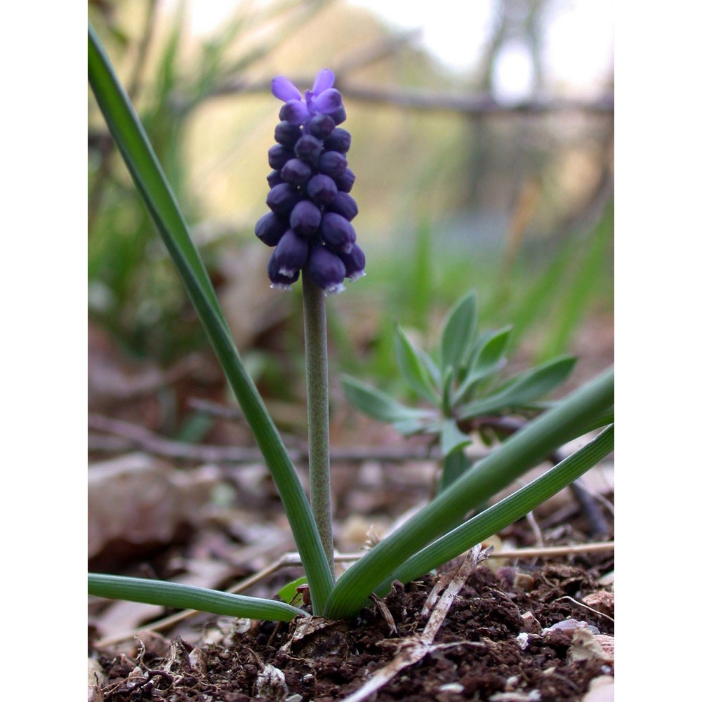 muscari botryoides (l.) mill.