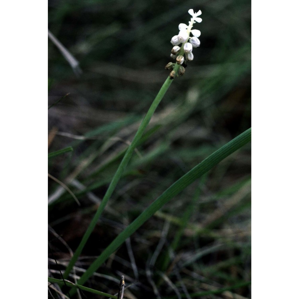 muscari botryoides (l.) mill.