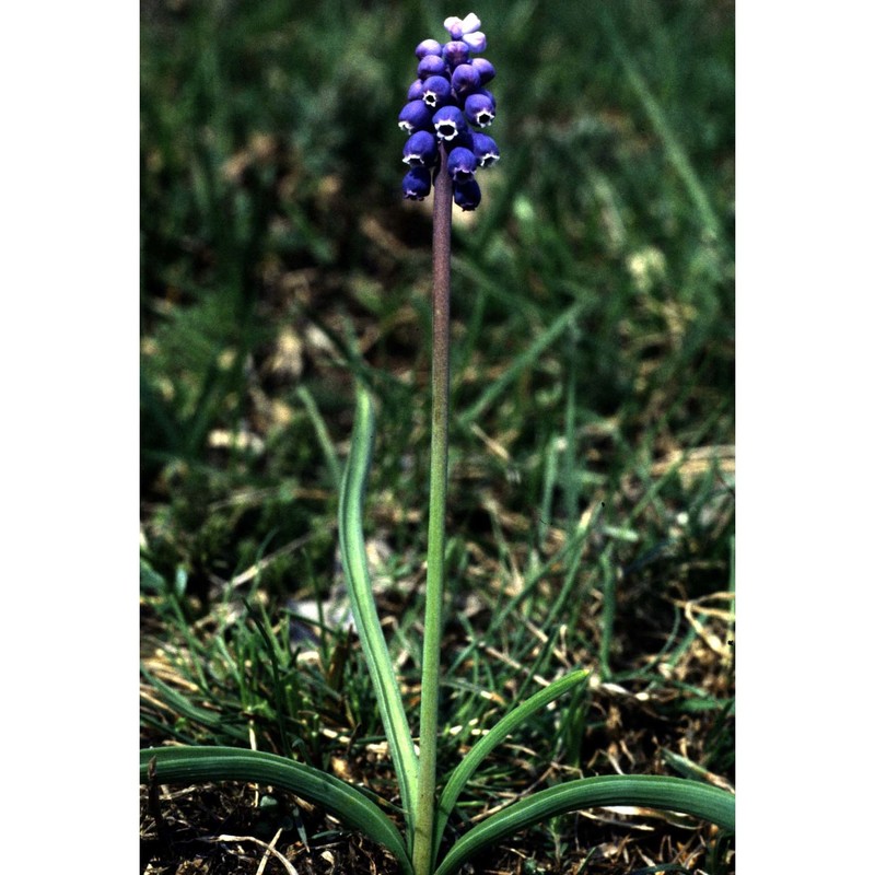 muscari botryoides (l.) mill.