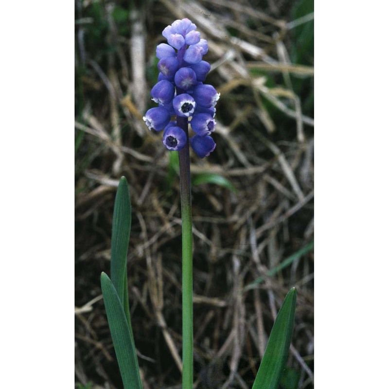 muscari botryoides (l.) mill.