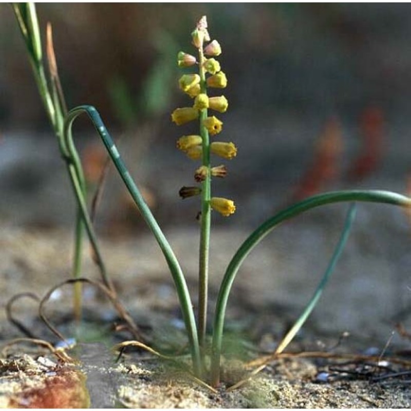 muscari gussonei (parl.) tod.