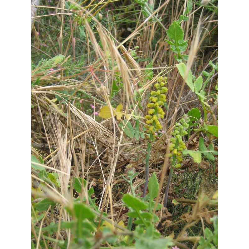 muscari gussonei (parl.) tod.