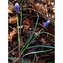 muscari kerneri (marches.) soldano